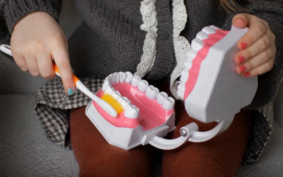 A model of a jaw and a toothbrush in someone's hands, demonstrating the right brushing technique